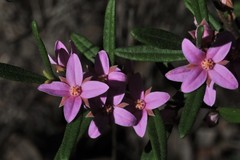 Boronia hapalophylla