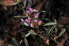 Boronia hapalophylla