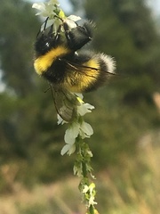 Bombus jonellus