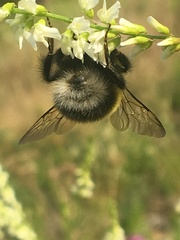 Bombus jonellus