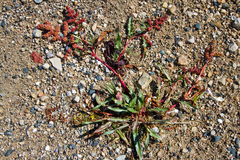 Rumex subarcticus