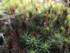 Dawsonia