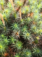 Dawsonia
