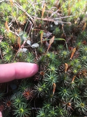 Dawsonia