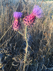 Cynara syriaca