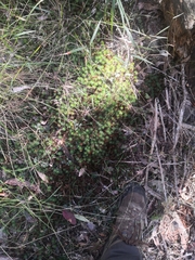 Dawsonia