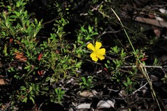 Hibbertia acuminata