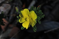 Hibbertia acuminata