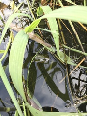 Dytiscus circumflexus