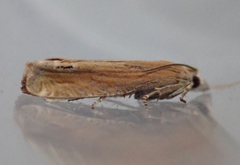 Eucosma obumbratana