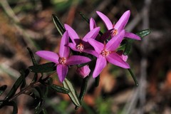 Boronia hapalophylla
