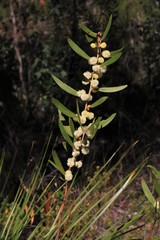 Acacia venulosa