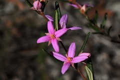 Boronia hapalophylla