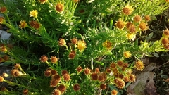 Limbarda crithmoides longifolia