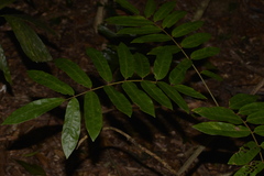 Austrosteenisia glabristyla