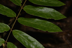 Austrosteenisia glabristyla