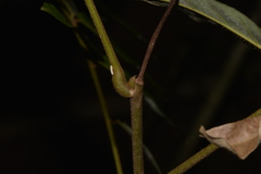 Austrosteenisia glabristyla