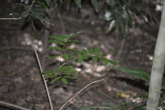 Austrosteenisia glabristyla