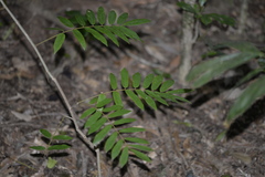 Austrosteenisia glabristyla