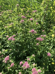 Eupatorium cannabinum