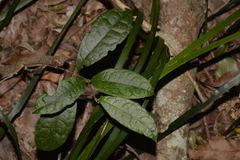Palmeria