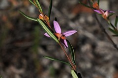 Boronia hapalophylla