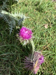 Carduus nutans