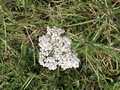 Achillea millefolium