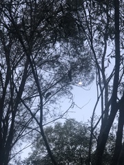 Calyptorhynchus lathami