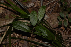 Palmeria