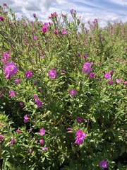 Epilobium hirsutum