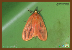 Arctioblepsis rubida