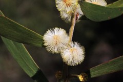 Acacia venulosa