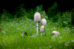Coprinus comatus