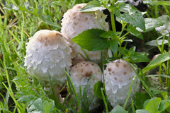 Coprinus comatus