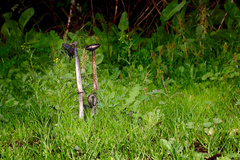 Coprinus comatus