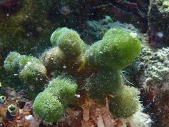 Tydemania expeditionis
