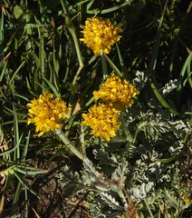 Jacobaea incana