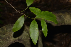 Melodinus australis