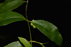 Melodinus australis