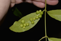 Melodinus australis
