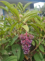 Medinilla speciosa