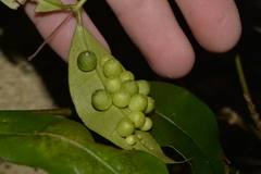 Melodinus australis