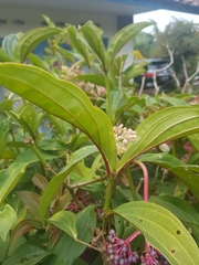 Medinilla speciosa
