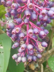 Medinilla speciosa