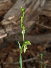 Pterostylis chlorogramma