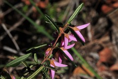 Boronia hapalophylla