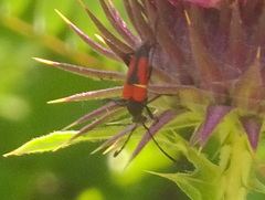 Stictoleptura cordigera