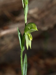 Pterostylis chlorogramma