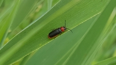 Silis ruficollis
